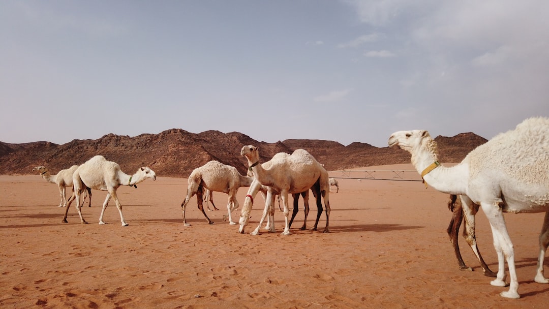 Saudi Arabia Sees Hospitality Boom